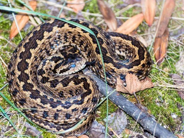 Víbora Del Prado Húngaro Nombre Científico Vipera Ursinii Rakosiensis —  Fotos de Stock