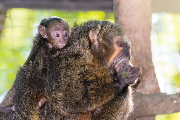 White Faced Saki Pithecia Pithecia Mother Baby — Stock Photo, Image