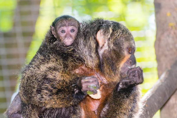 Witte Saki Pithecia Pithecia Moeder Baby — Stockfoto