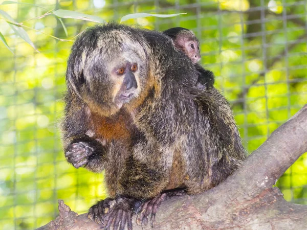 White Faced Saki Pithecia Pithecia Mother Baby — Stock Photo, Image