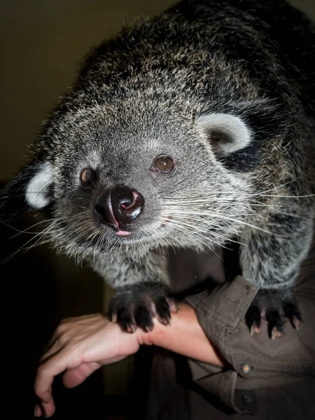 Szeged Hungary July 2019 Binturong Bearcat Arctictis Binturong His Zookeeper — Stock Photo, Image