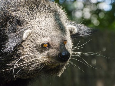 Binturong, bilimsel adı Arctictis binturong.