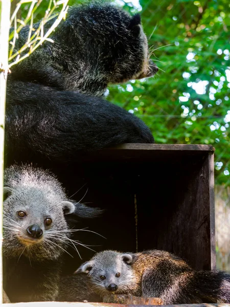 冰土龙 它的学名是Arctictis Binturong — 图库照片