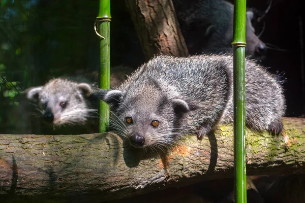 Binturong Sein Wissenschaftlicher Name Ist Arctictis Binturong — Stockfoto