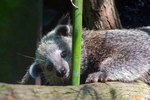 Binturong Nombre Científico Arctictis Binturong — Foto de Stock