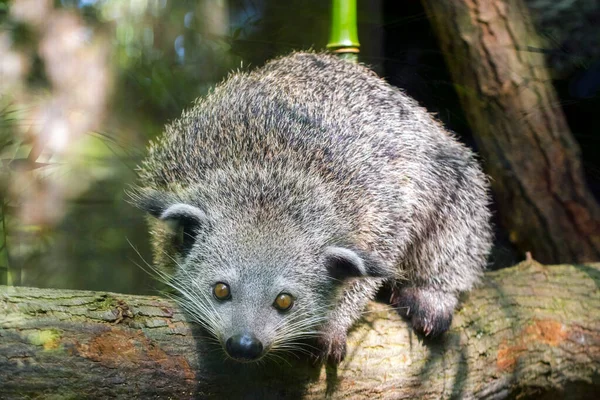 Binturong Научное Название Arctictis Binturong — стоковое фото