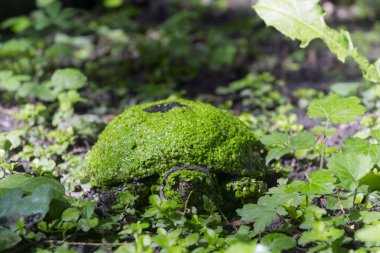 Avrupa gölet kaplumbağası, bilimsel adı Emys orbicularis