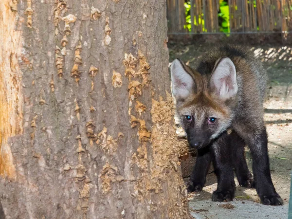 Maned Wilk Szczeniak Jego Naukowe Nazwisko Chrysocyon Brachyurus — Zdjęcie stockowe