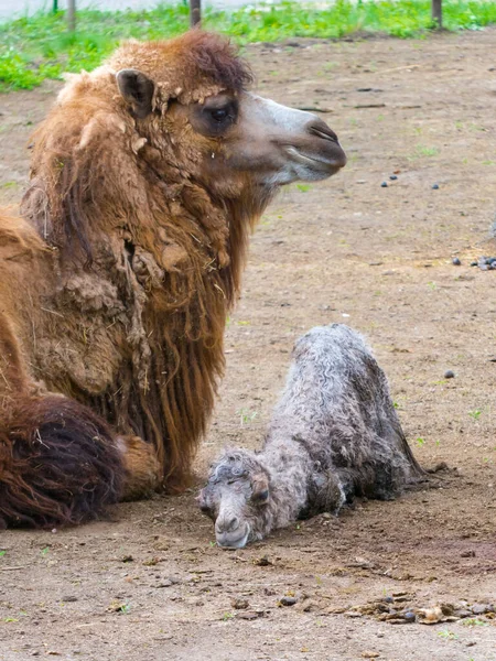 Bactrian Camel Its Scientific Name Camelius Bactrianus — Stock Photo, Image