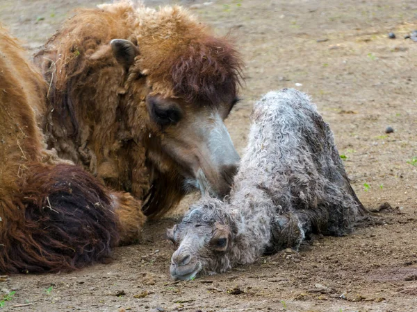 Bactrian Camel Its Scientific Name Camelius Bactrianus — Stock Photo, Image