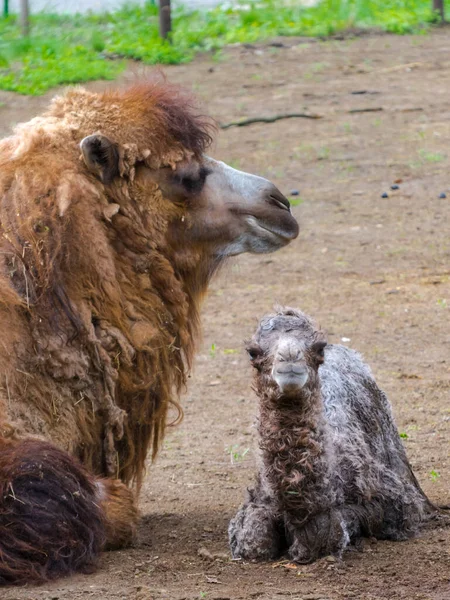 Bactrian Camel Its Scientific Name Camelius Bactrianus — Stock Photo, Image