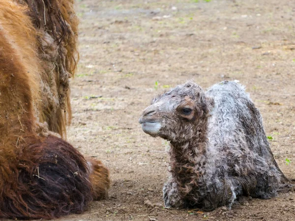 Bactrian Camel Its Scientific Name Camelius Bactrianus — Stock Photo, Image