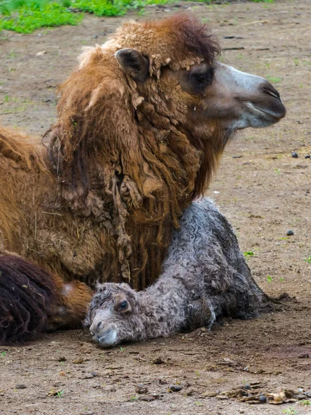 Бактрийский Верблюд Научное Название Camelius Bactrianus — стоковое фото