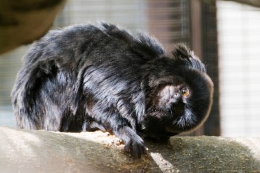 Goeldi 'nin marmoseti veya Goeldi' nin maymunu, bilimsel adı Callimico Goeldii.