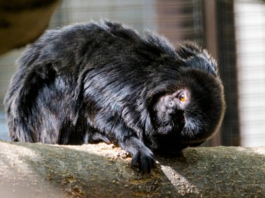 Goeldi 'nin marmoseti veya Goeldi' nin maymunu, bilimsel adı Callimico Goeldii.