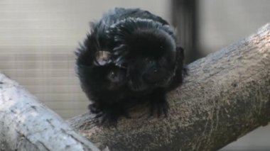 Goeldis marmoset baba ve bebek
