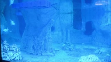 Beyaz balina ya da beyaz balina suda