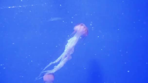 Pacific sea nettle in the deep blue water — Stock Video