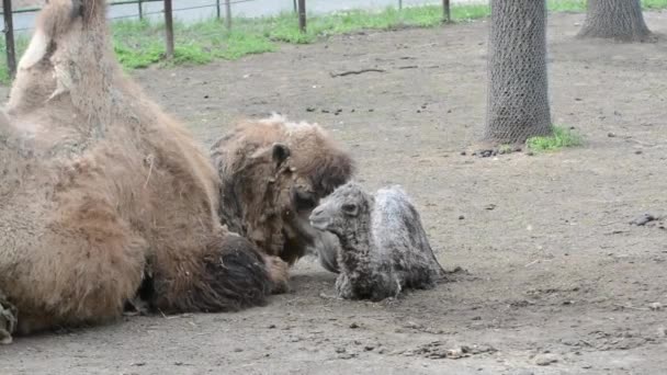 Nowonarodzony baktriański wielbłąd i jego matka wkrótce po urodzeniu — Wideo stockowe