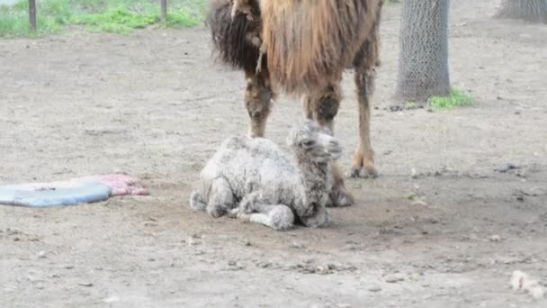 Новорожденный Бактрийский верблюд и его мать вскоре после рождения — стоковое видео
