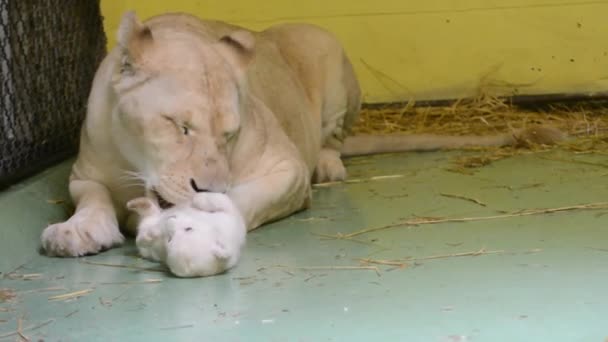 Weißes Löwenjunges im Zoohaus — Stockvideo