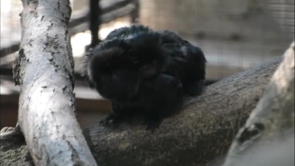 Goeldis marmoset baba ve bebek — Stok video