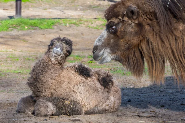 Two Days Old Bactrian Camel Camelus Bactrianus Calf — Stock Photo, Image