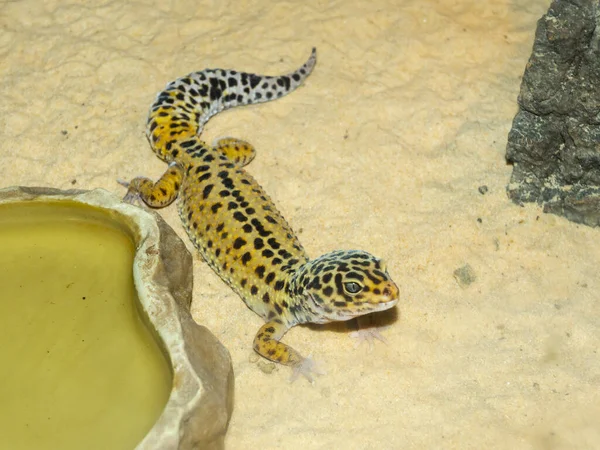 Gewöhnlicher Leopardengecko Mit Wissenschaftlichem Namen Eublepharis Macularius — Stockfoto