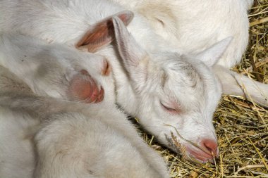 Evcil keçi, bilimsel adı Capra hircus.