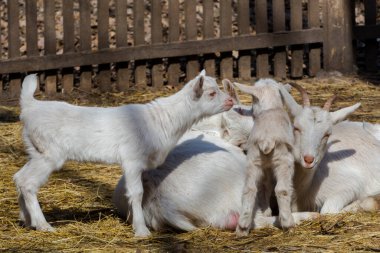 Evcil keçi, bilimsel adı Capra hircus.
