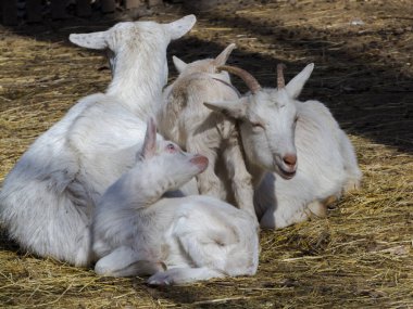 Evcil keçi, bilimsel adı Capra hircus.