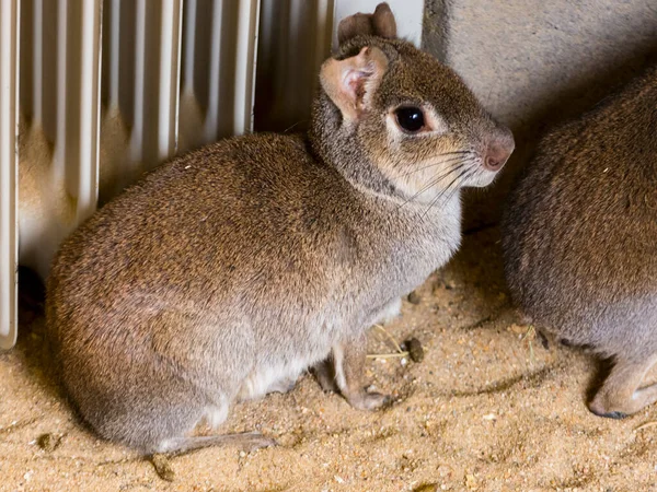 Chacoan Mara Sein Wissenschaftlicher Name Ist Dolichotis Salinicola — Stockfoto