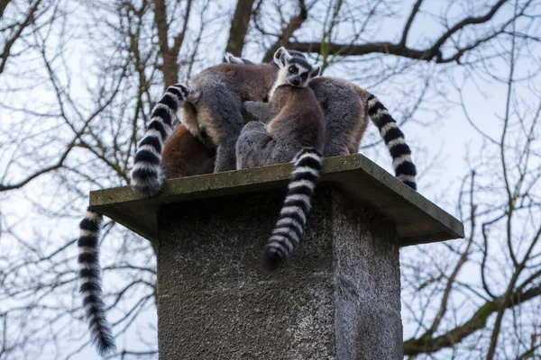 Ring-tailed lemur, its scientific name is Lemur catta