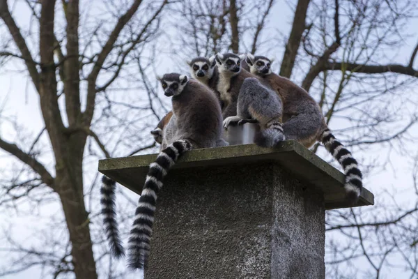 Ring-tailed lemur, its scientific name is Lemur catta