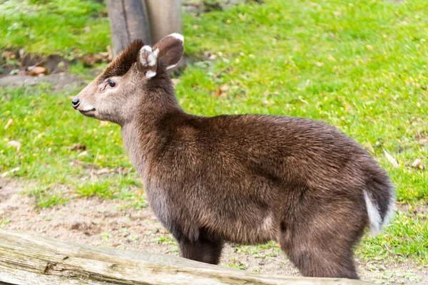 Szibériai Pézsmaszarvas Tudományos Neve Moschus Moschiferus — Stock Fotó