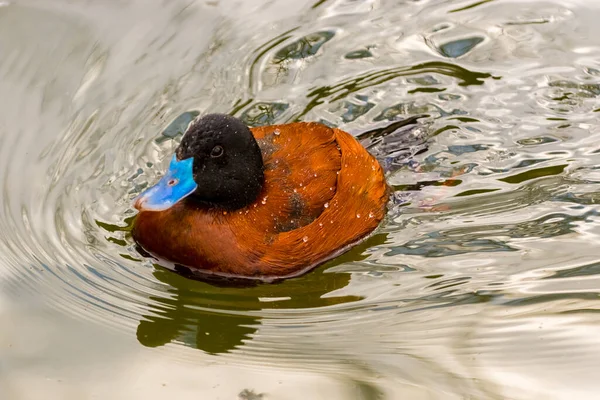 Lake Duck Its Scientific Naem Oxyura Vittata — Stock Photo, Image