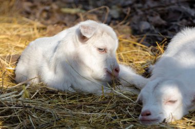Evcil keçi, bilimsel adı Capra hircus.