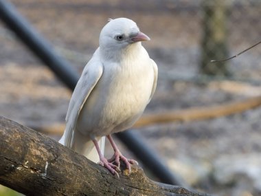 Albino Batı karga, bilimsel adı Corvus monedula