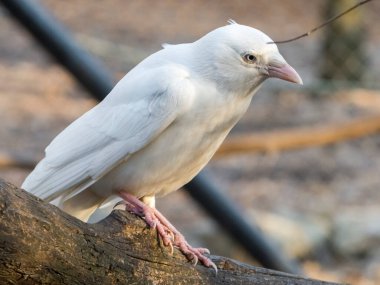 Albino Batı karga, bilimsel adı Corvus monedula