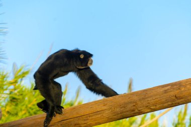 Siamang, bilimsel adı Symphalangus syndactylus.