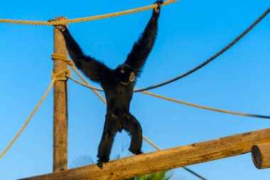 Siamang, bilimsel adı Symphalangus syndactylus.