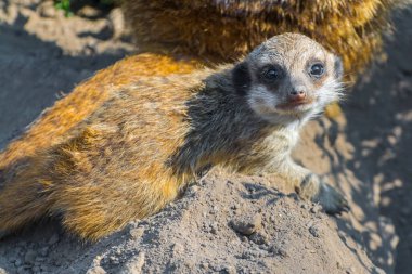 Meerkat bebeğim, bilimsel adı Suricata suricatta