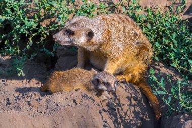Meerkat bebeğim, bilimsel adı Suricata suricatta