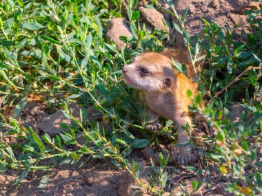 Meerkat bebeğim, bilimsel adı Suricata suricatta