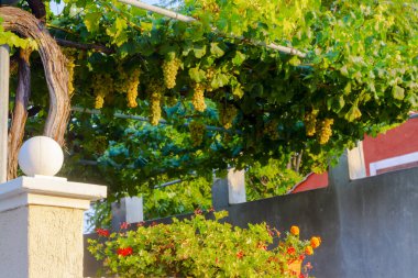 Hırvatistan 'ın eski tarihi Nin kentinde üzüm ve çiçekler