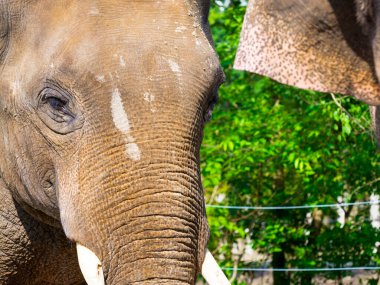 Asya fili, bilimsel adı Elephas maximus.