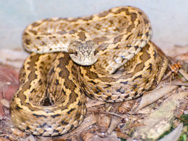Macar çayırı engereği, bilimsel adı Vipera ursinii rakosiensis 'dir.