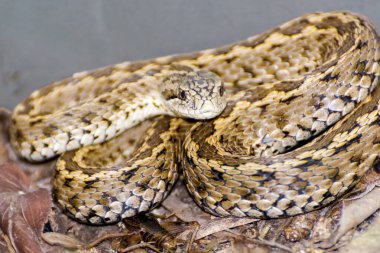 Macar çayırı engereği, bilimsel adı Vipera ursinii rakosiensis 'dir.