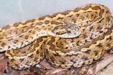 Macar çayırı engereği, bilimsel adı Vipera ursinii rakosiensis 'dir.