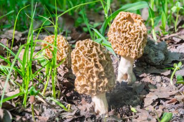 Morel mantarı, bilimsel adı Morchella esculenta.